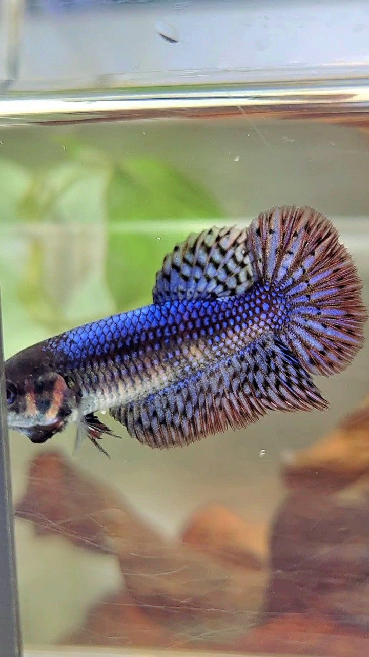 LUXURY FEMALE HALFMOON ROSETAIL ALIEN BLUE HYBRID WILD BETTA FISH