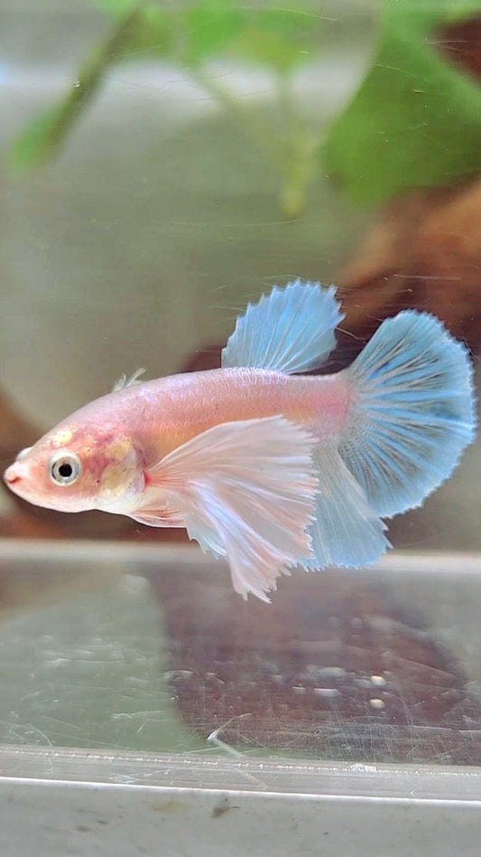 FEMALE HALFMOON SUPER DUMBO EAR WHITE UNICORN BETTA FISH