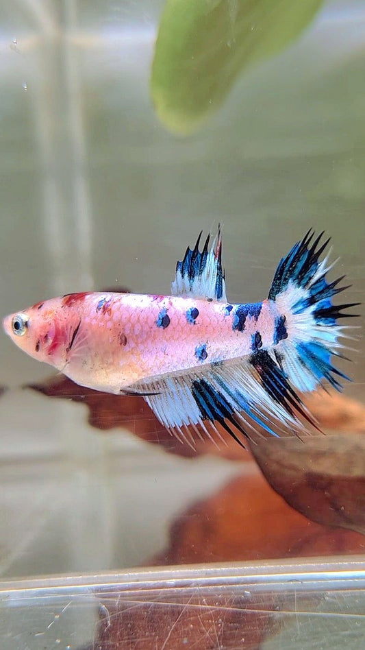 FEMALE CROWNTAIL BLUE DOTS MARBLE MULTICOLOR BETTA FISH