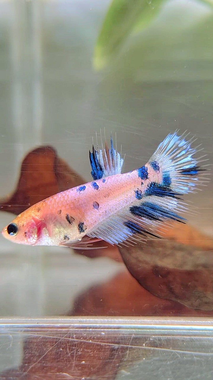 FEMALE CROWNTAIL BLUE DOTS MULTICOLOR BETTA FISH