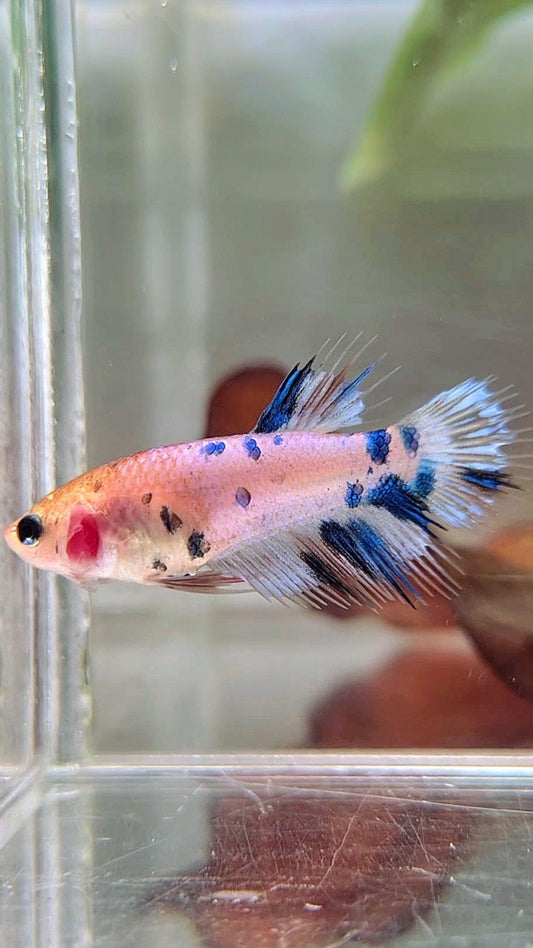 FEMALE CROWNTAIL BLUE DOTS MULTICOLOR BETTA FISH