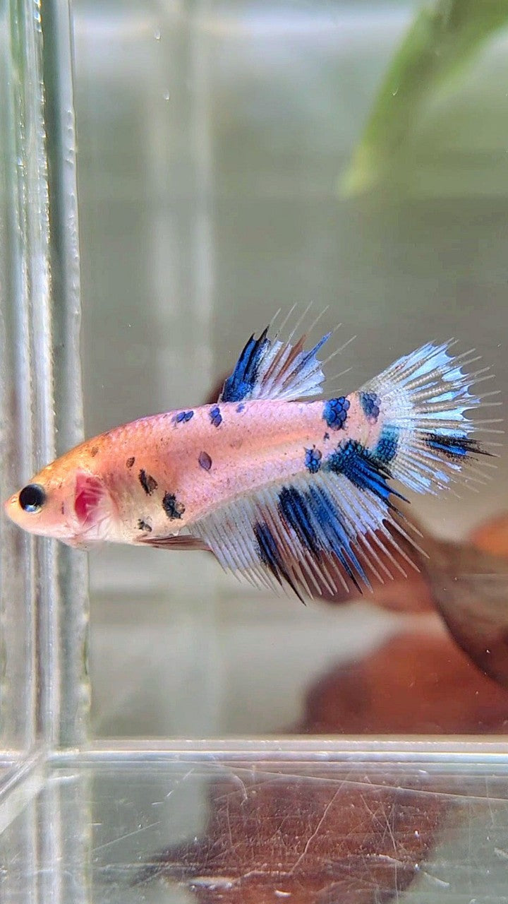 FEMALE CROWNTAIL BLUE DOTS MULTICOLOR BETTA FISH