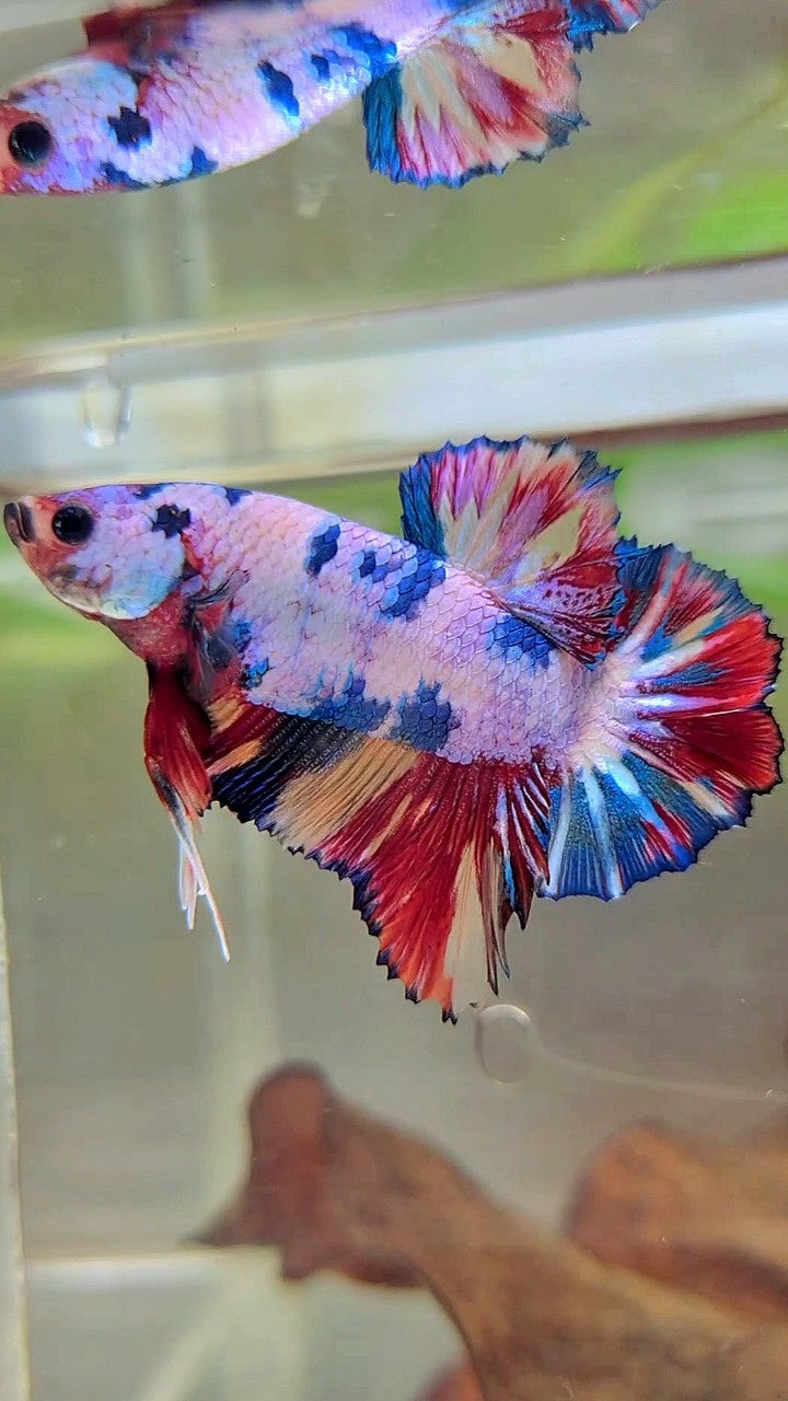 PLAKAT CANDY REGENBOGEN MEHRFARBIGER BETTA-FISCH