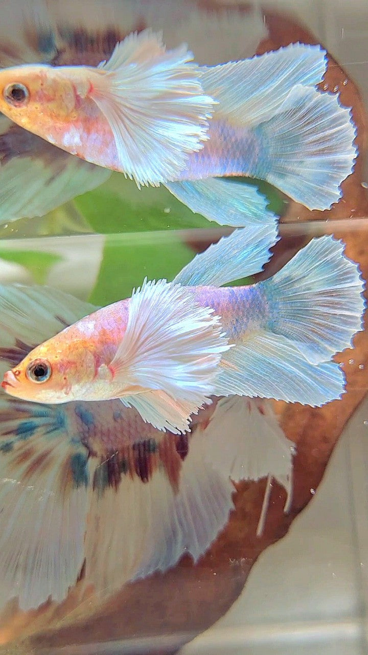 FEMALE HALFMOON SUPER DUMBO EAR WHITE FANCY BETTA FISH