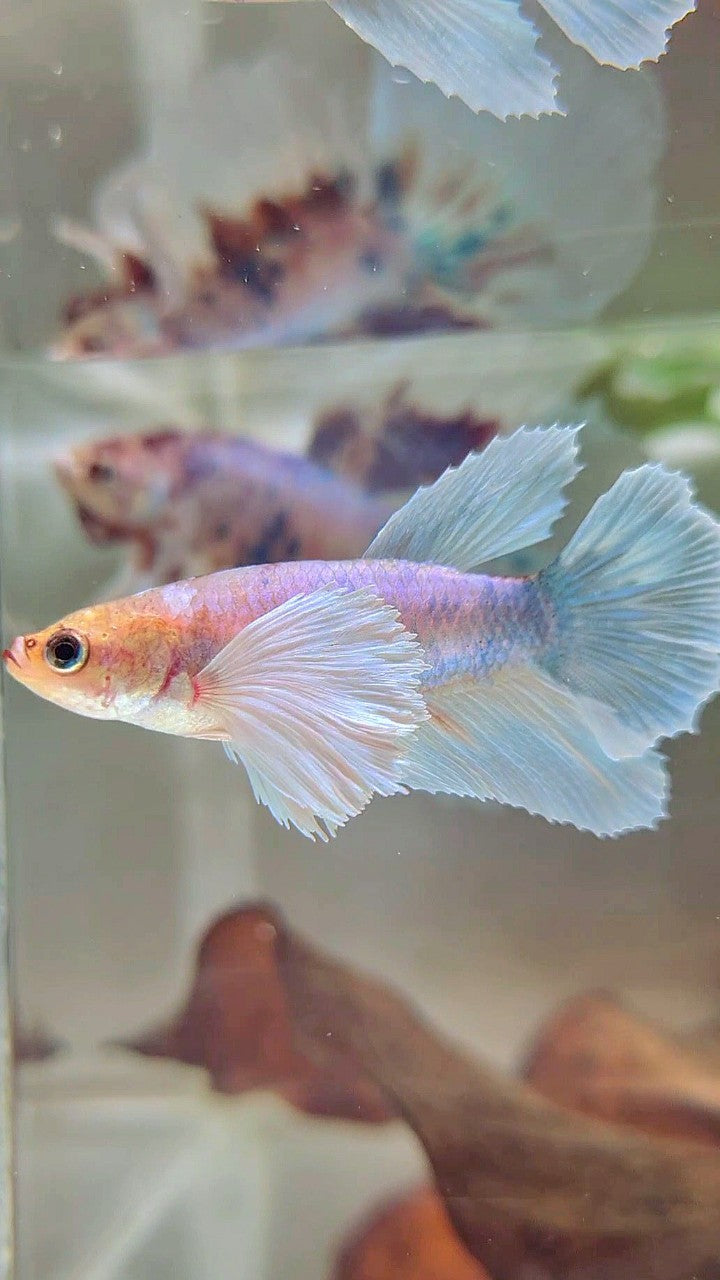 FEMALE HALFMOON SUPER DUMBO EAR WHITE FANCY BETTA FISH
