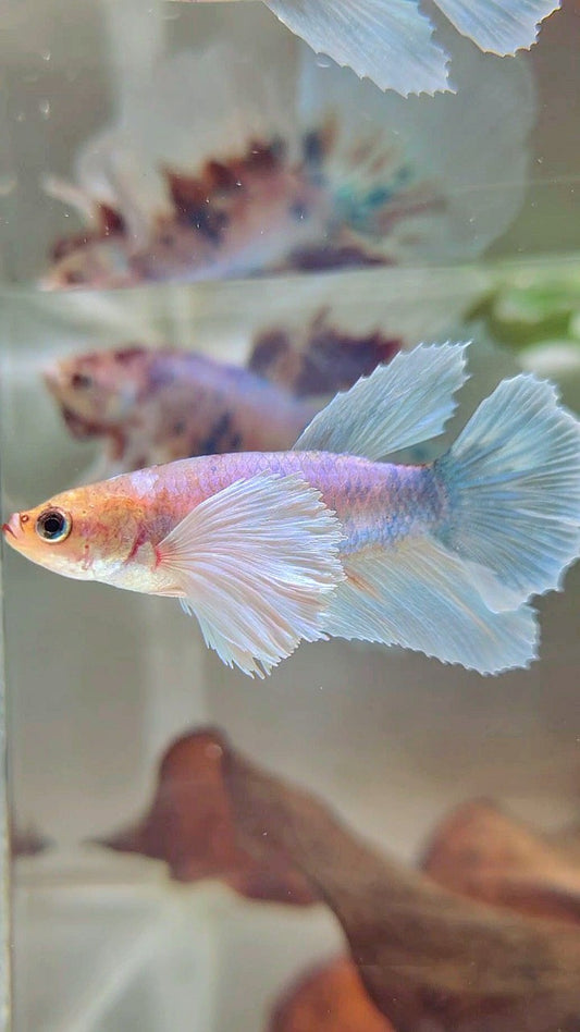 FEMALE HALFMOON SUPER DUMBO EAR WHITE FANCY BETTA FISH