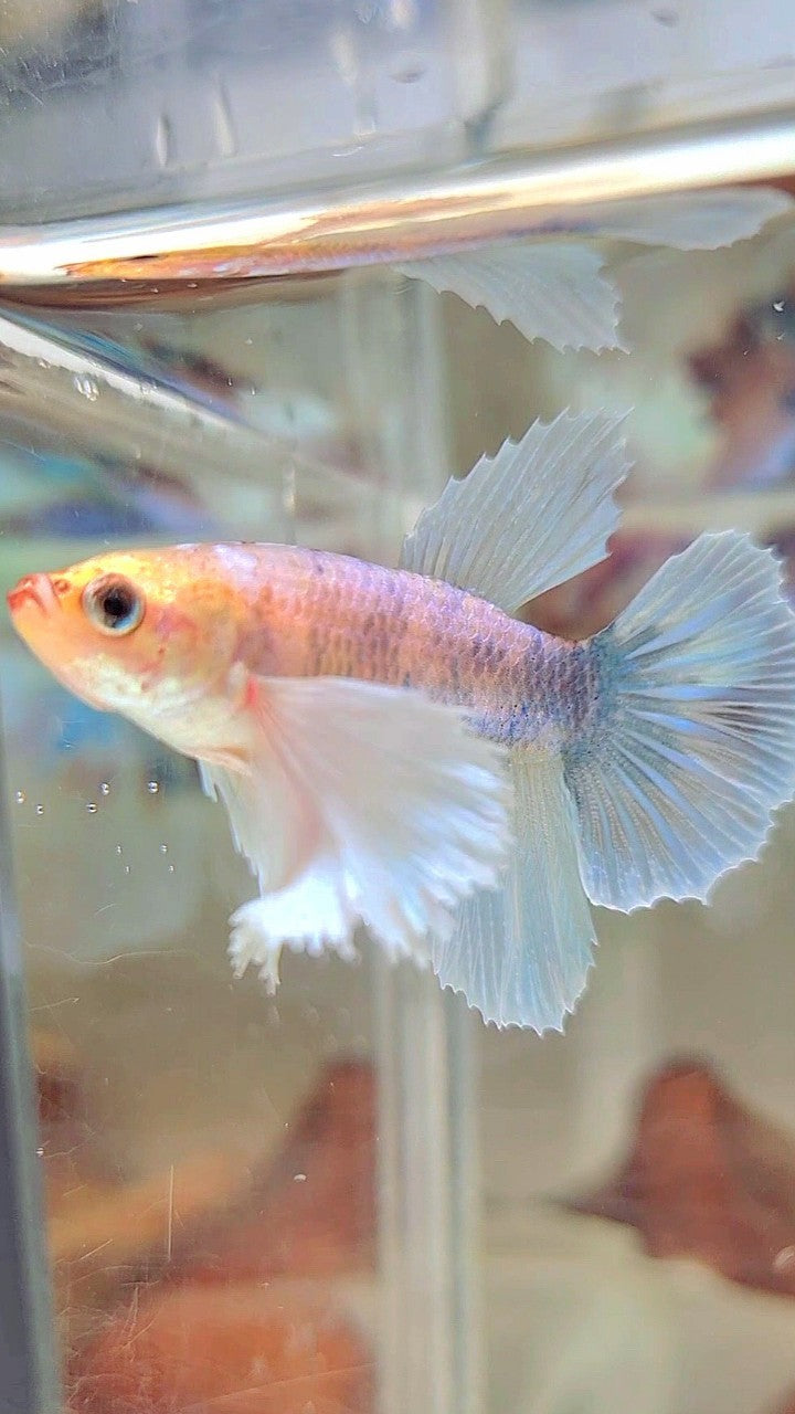 FEMALE HALFMOON SUPER DUMBO EAR WHITE FANCY BETTA FISH
