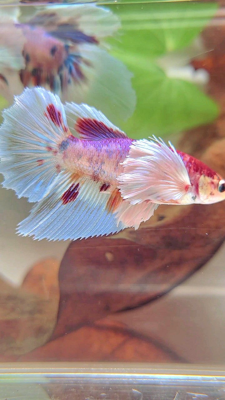 FEMALE HALFMOON SUPER DUMBO EAR WHITE CANDY MULTICOLOR BETTA FISH