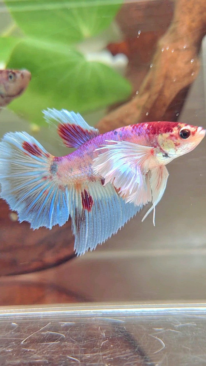 FEMALE HALFMOON SUPER DUMBO EAR WHITE CANDY MULTICOLOR BETTA FISH