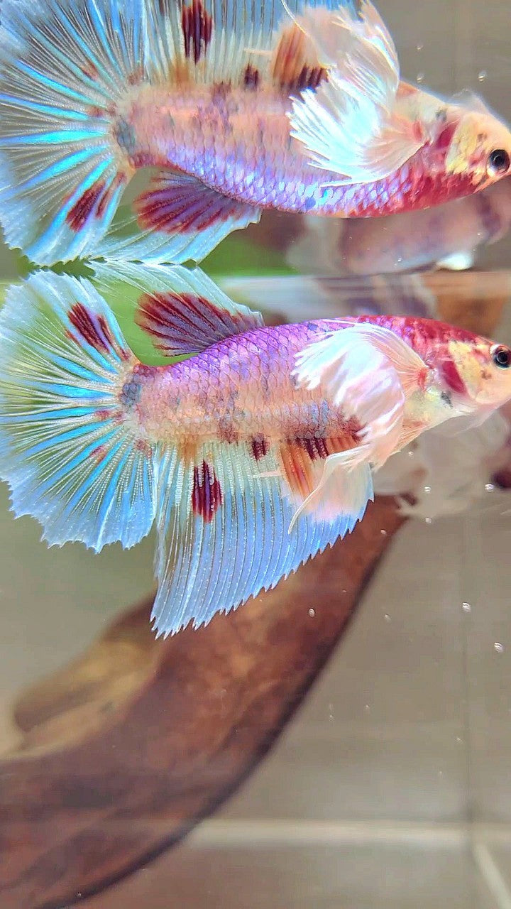 FEMALE HALFMOON SUPER DUMBO EAR WHITE CANDY MULTICOLOR BETTA FISH