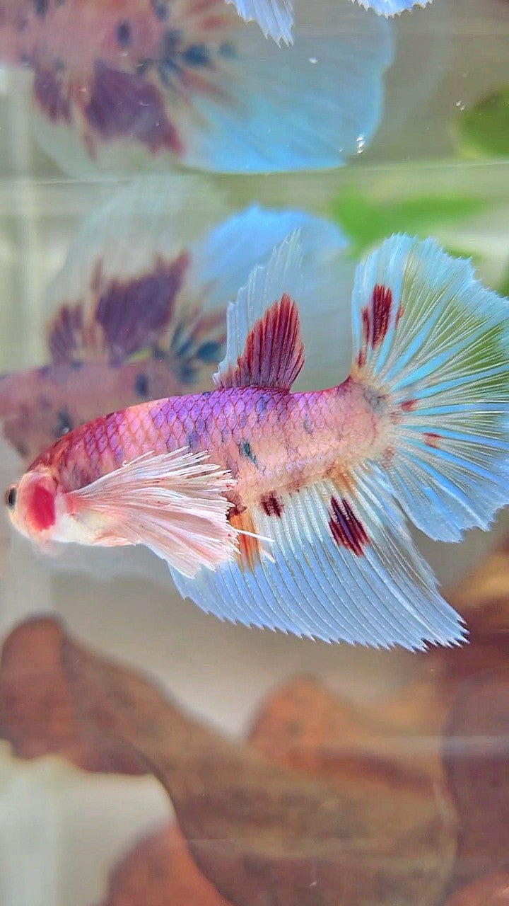 FEMALE HALFMOON SUPER DUMBO EAR WHITE CANDY MULTICOLOR BETTA FISH
