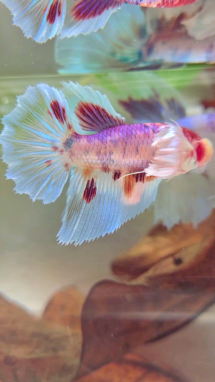 FEMALE HALFMOON SUPER DUMBO EAR WHITE CANDY MULTICOLOR BETTA FISH