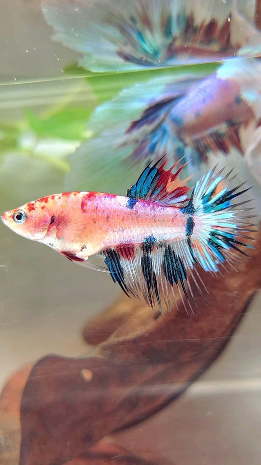 FEMALE CROWNTAIL BLUE MARBLE CANDY MULTICOLOR BETTA FISH