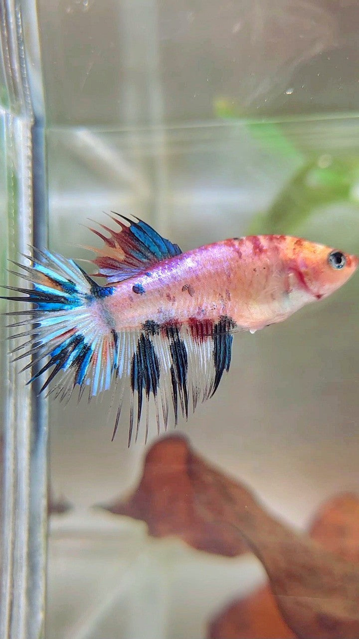 FEMALE CROWNTAIL BLUE MARBLE CANDY MULTICOLOR BETTA FISH