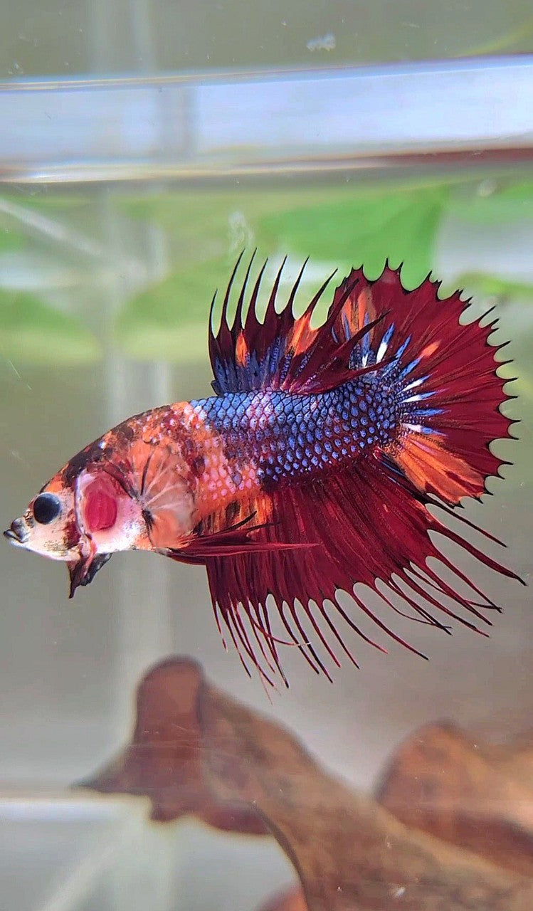 CTPK CROWNTAIL PLAKAT NEMO FIRE MULTICOLOR BETTA FISH