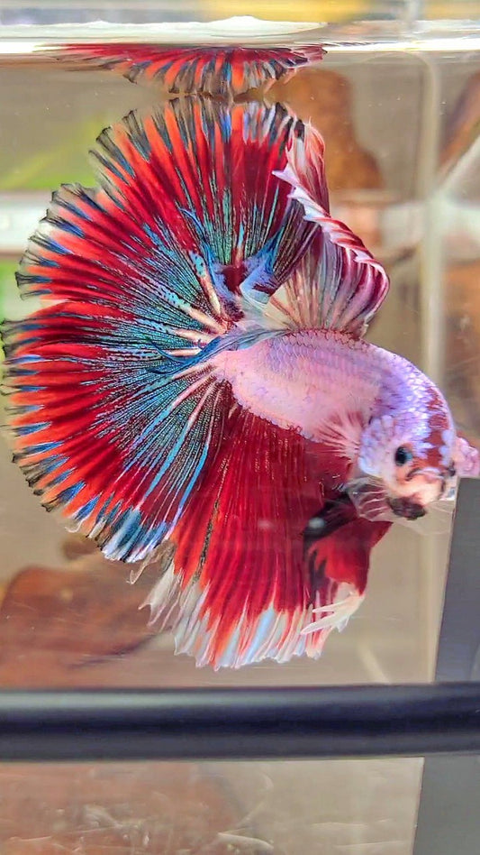 XL HALFMOON OVERTAIL ROSETAIL RED PINK FANCY PATTERN MULTICOLOR BETTA FISH