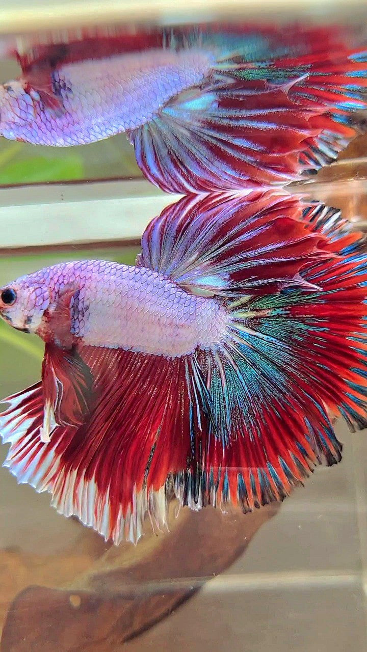 XL HALFMOON OVERTAIL ROSETAIL RED PINK FANCY PATTERN MULTICOLOR BETTA FISH