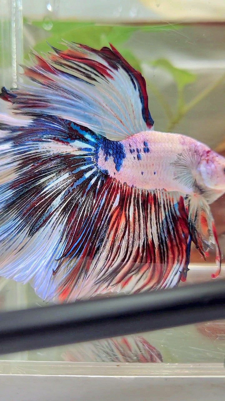 XL HALFMOON OVERTAIL ROSETAIL WHITE FANCY MULTICOLOR BETTA FISH