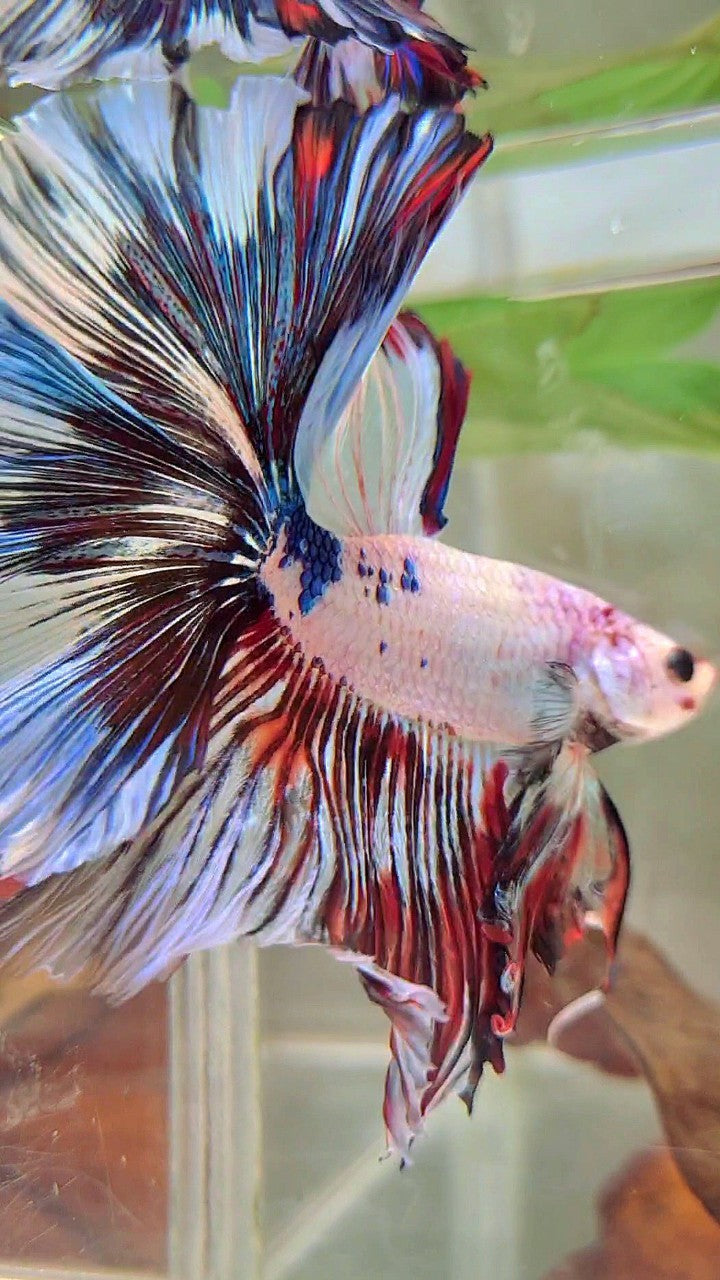 XL HALFMOON OVERTAIL ROSETAIL WHITE FANCY MULTICOLOR BETTA FISH