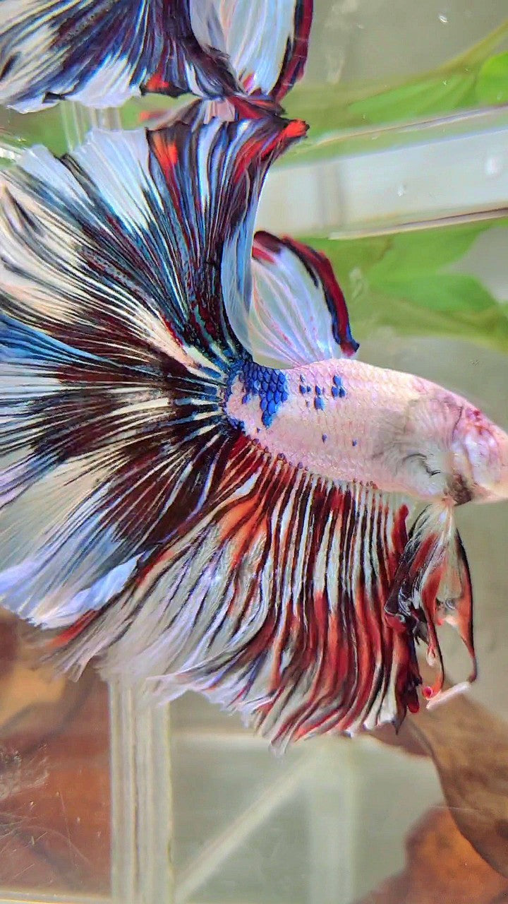 XL HALFMOON OVERTAIL ROSETAIL WHITE FANCY MULTICOLOR BETTA FISH