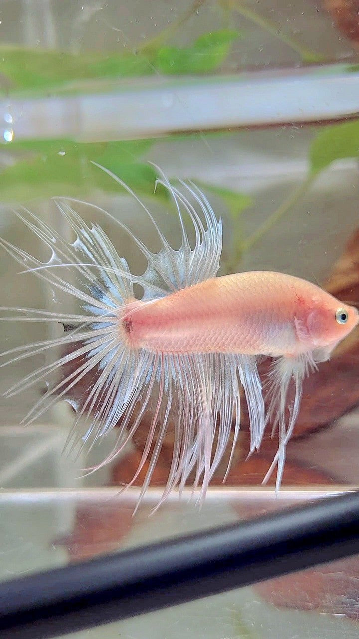 CROWNTAIL CELLOPHANE TRANSPARENT BETTA FISH