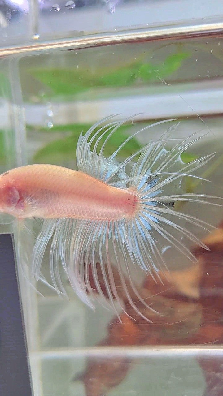 CROWNTAIL CELLOPHANE TRANSPARENT BETTA FISH
