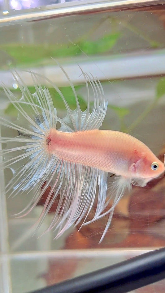 CROWNTAIL CELLOPHANE TRANSPARENT BETTA FISH
