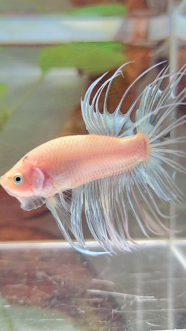 CROWNTAIL CELLOPHANE TRANSPARENT BETTA FISH