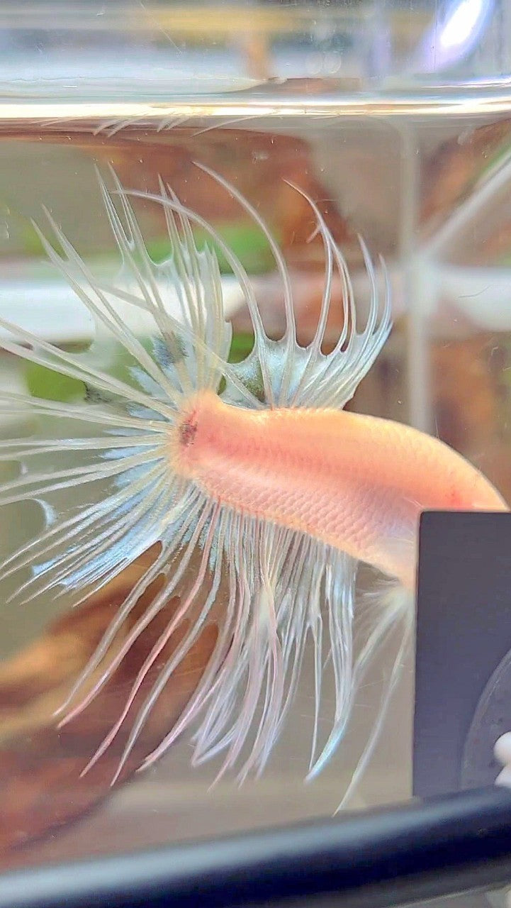 CROWNTAIL CELLOPHANE TRANSPARENT BETTA FISH