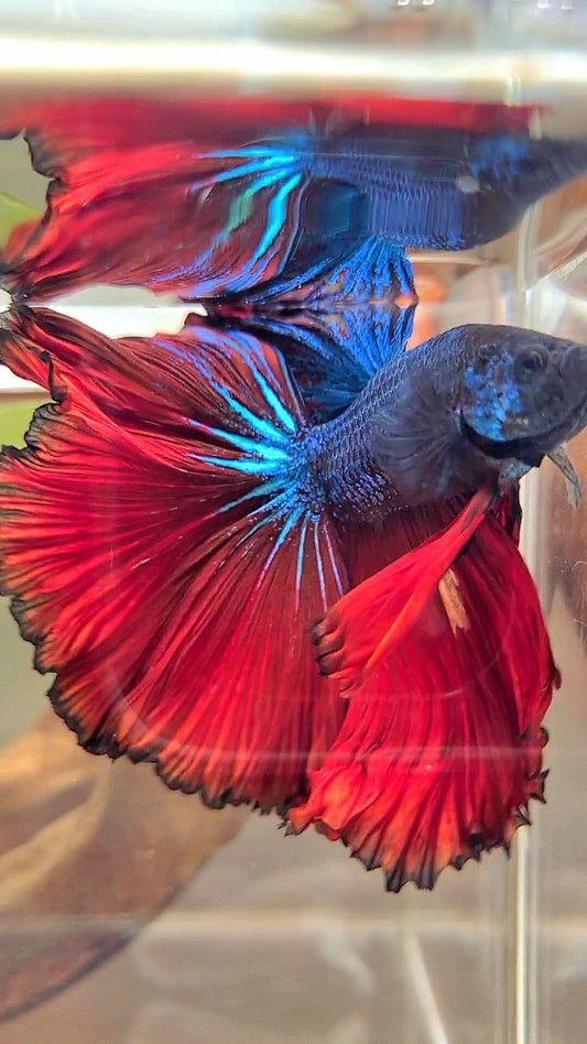 XXL HALFMOON CURLY ROSETAIL RED DARK BLUE COMBI BETTA FISH