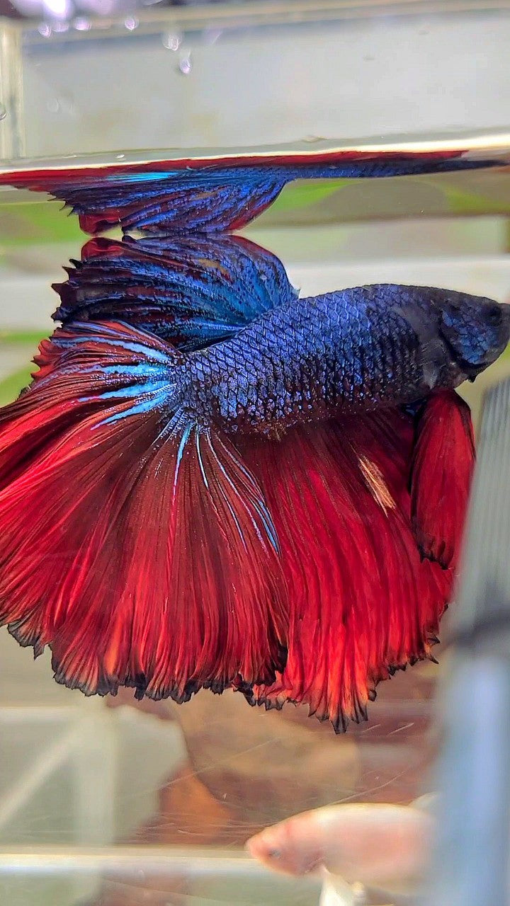 XXL HALFMOON CURLY ROSETAIL RED DARK BLUE COMBI BETTA FISH
