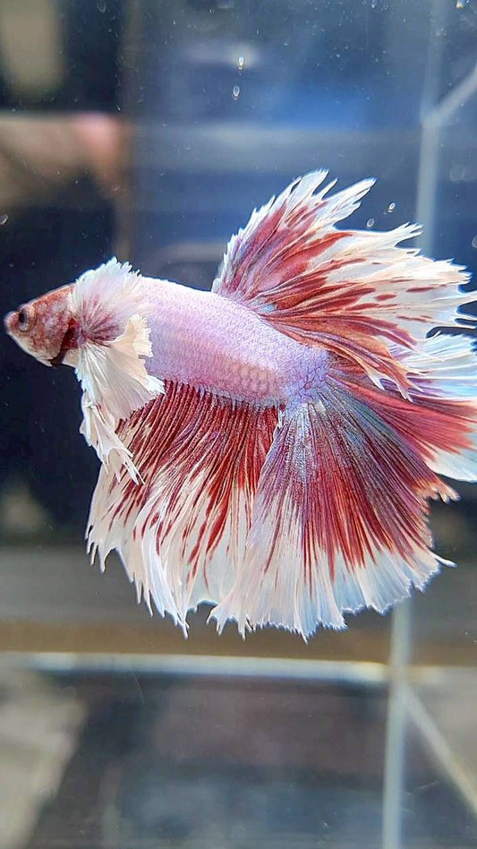 KING ROSETAIL HALFMOON DUMBO EAR WHITE LAVENDER BETTA FISH
