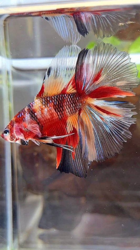 HALFMOON DOUBLE TAIL MULTICOLOR FIRE BETTA FISH