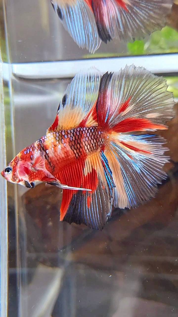 HALFMOON DOUBLE TAIL MULTICOLOR FIRE BETTA FISH