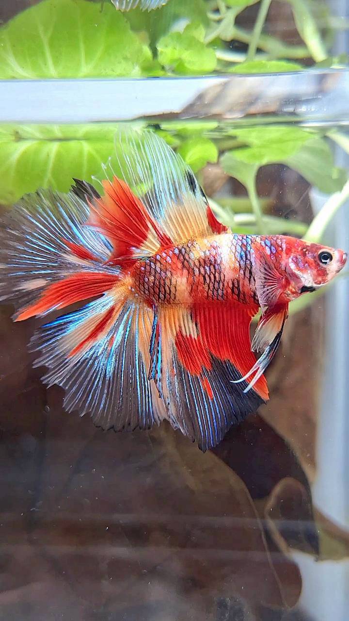 HALFMOON DOUBLE TAIL MULTICOLOR FIRE BETTA FISH