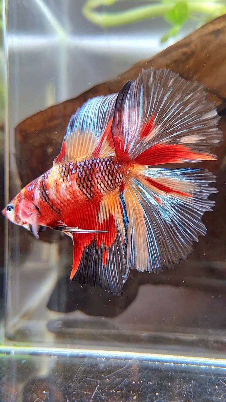 HALFMOON DOUBLE TAIL MULTICOLOR FIRE BETTA FISH
