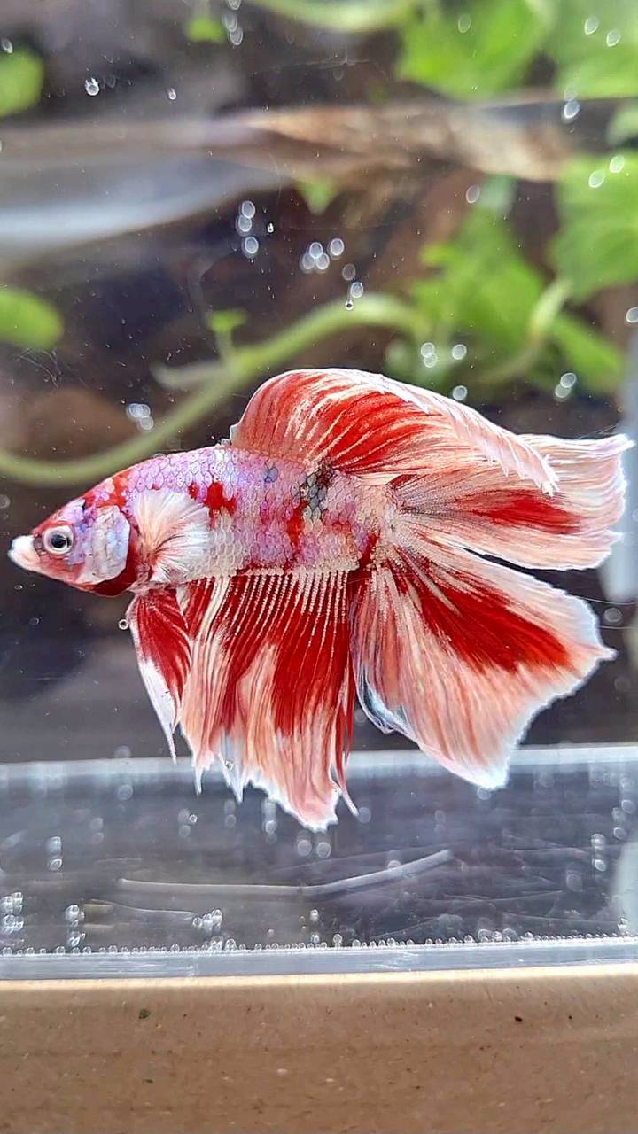 HALFMOON DOUBLE TAIL BARONGSAI RED WHITE GALAXY MULTICOLOR BETTA FISH