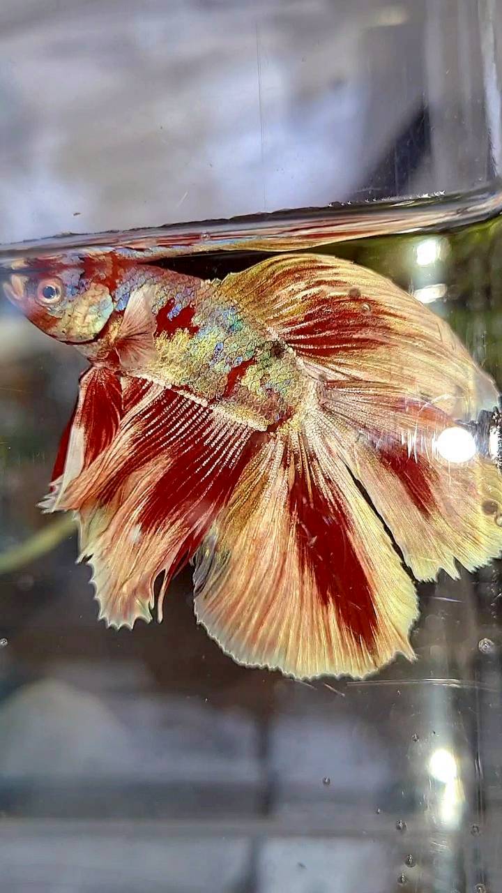 HALFMOON DOUBLE TAIL BARONGSAI RED WHITE GALAXY MULTICOLOR BETTA FISH