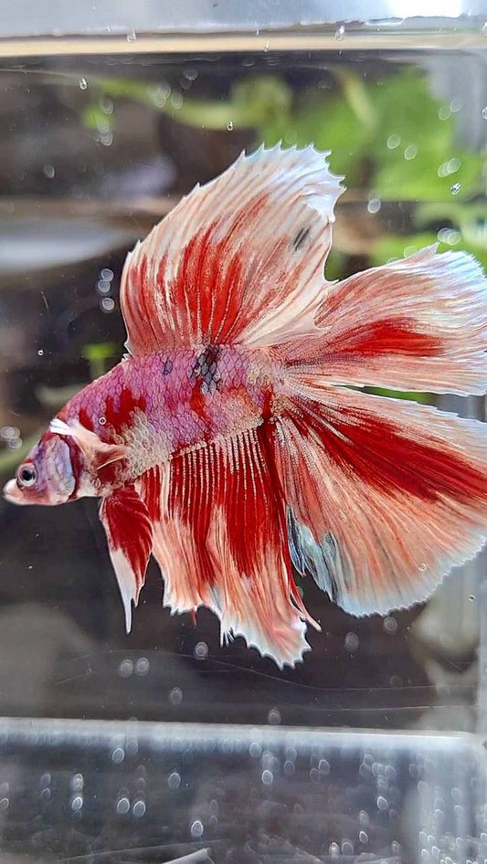 HALFMOON DOUBLE TAIL BARONGSAI RED WHITE GALAXY MULTICOLOR BETTA FISH