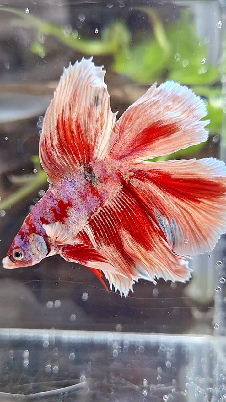 HALFMOON DOUBLE TAIL BARONGSAI RED WHITE GALAXY MULTICOLOR BETTA FISH