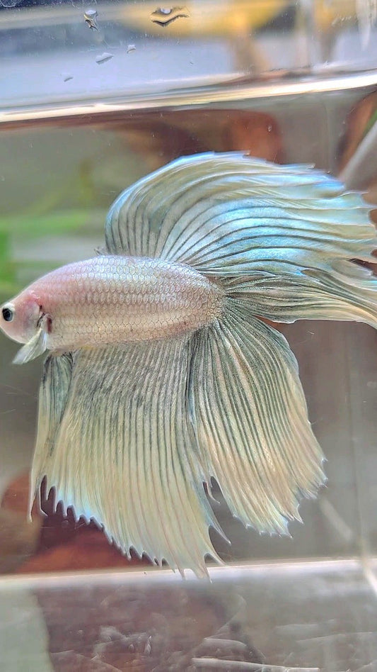 XL VEILTAIL DOUBLE TAIL GRIZZLE YELLOW COPPER BETTA FISH