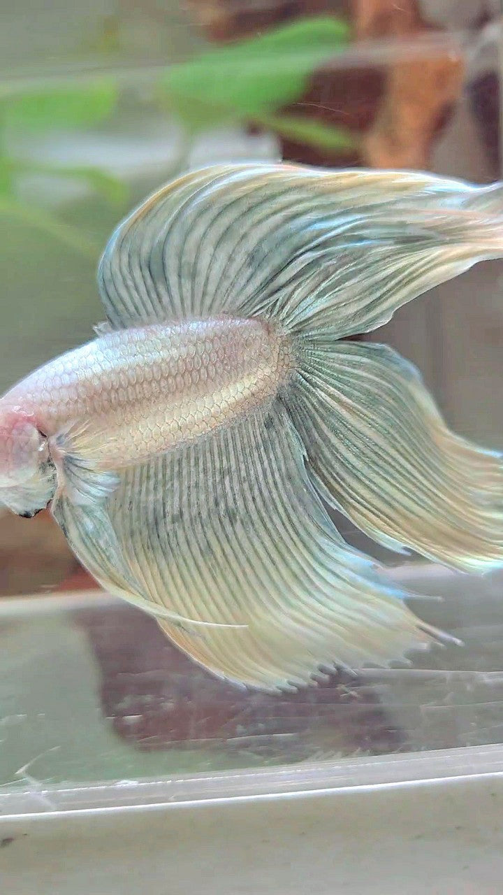 XL VEILTAIL DOUBLE TAIL GRIZZLE YELLOW COPPER BETTA FISH