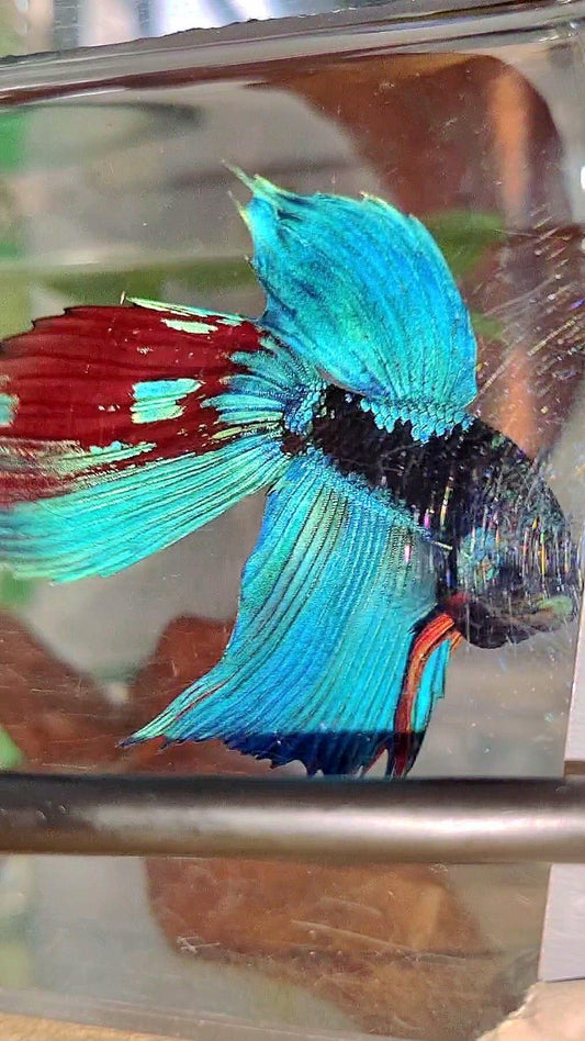 XL VEILTAIL BLACK GALAXY BLUE SAPPHIRE BETTA FISH