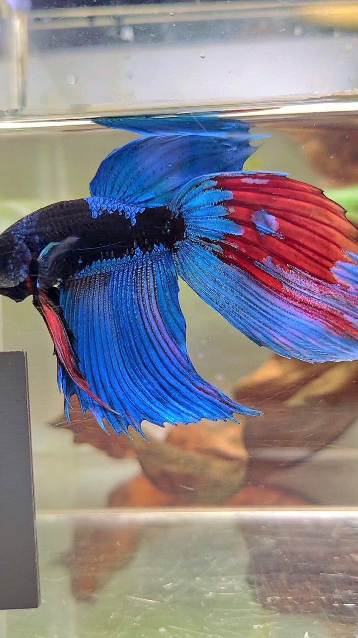XL VEILTAIL BLACK GALAXY BLUE SAPPHIRE BETTA FISH