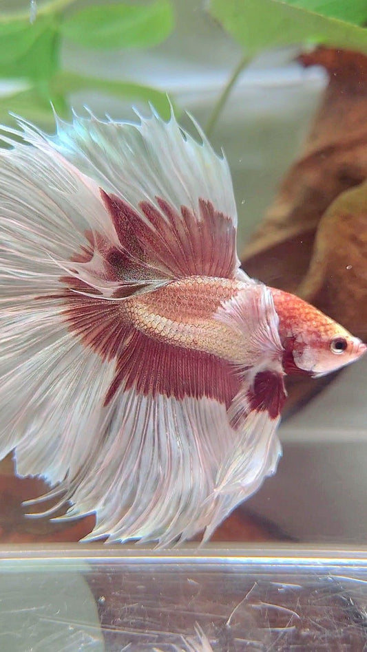 XL HALFMOON OVERTAIL SUPER DUMBO EAR ROSEGOLD BUTTERFLY BETTA FISH