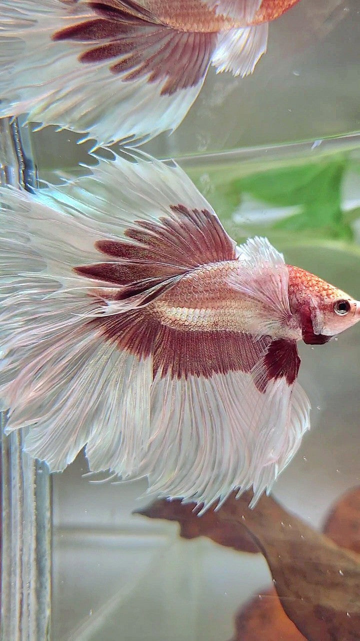 XL HALFMOON OVERTAIL SUPER DUMBO EAR ROSEGOLD BUTTERFLY BETTA FISH