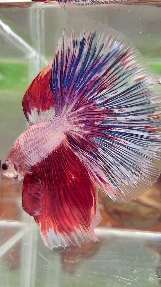 XL HALFMOON OVERTAIL ROSETAIL RED WHITE FANCY MULTICOLOR BETTA FISH