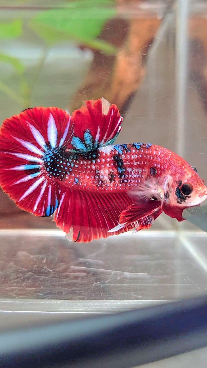 XL PLAKAT RED METTALIC MULTICOLOR BETTA FISH