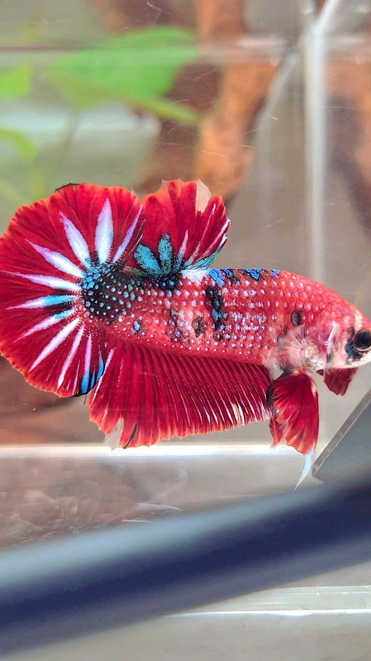 XL PLAKAT RED METTALIC MULTICOLOR BETTA FISH