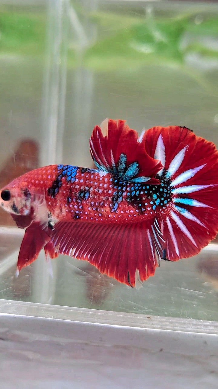 XL PLAKAT RED METTALIC MULTICOLOR BETTA FISH